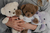 Peluches en internet