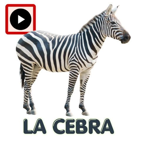 LA CEBRA