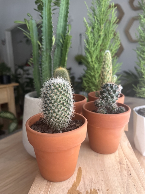 Banner de la categoría Plantas de Plena Luz