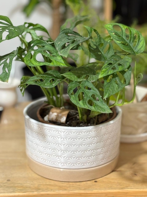 Maceta N956 - comprar online