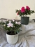Azalea - dos rosas