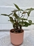 Singonium oscura