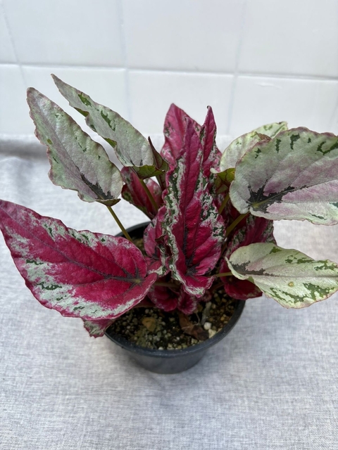 Begonia - comprar online