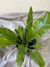 Asplenium - comprar online