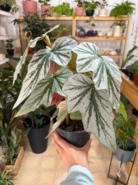 Begonia Plateada - comprar online