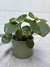 Peperomia en maceta de ceramica - comprar online