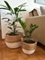 Cesto Boho - comprar online