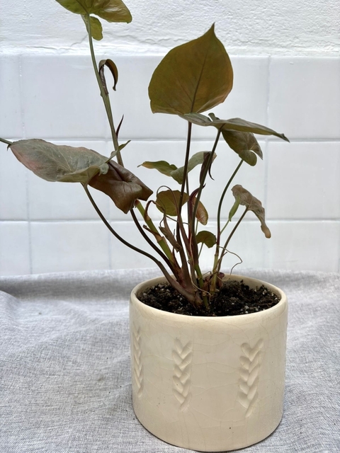 Singonium oscura en maceta ceramica - comprar online