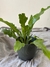 Asplenium