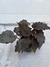 Begonia - tienda online