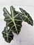 Alocasia Polly - comprar online