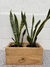 Sansevieria en internet