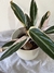 Stromanthe - tienda online