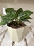 Aglaonema armada en maceta plástica N16