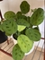 Maranta