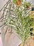 Palmera Pindó - comprar online