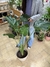 Alocasia XL