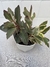 Peperomia Lanceolada - comprar online