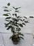Ficus oscuro S