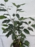 Ficus oscuro S - comprar online