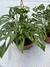 Monstera Andansonii colgante - comprar online