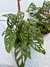 Monstera Andansonii colgante - tienda online
