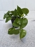 Potus plantin - comprar online