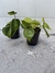 Cordatum plantin