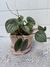 Peperomia Sandia - comprar online