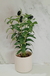 PLANTA OLIVO - comprar online