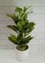 PLANTA HOJAS VERDES