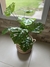 PLANTA MONTSERRA en internet