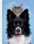 My Pets – Caderno Universitário 10 matérias – Capa B