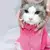 Saco de Banho para Gatos – Banho Sem Estresse, Gato Protegido! na internet