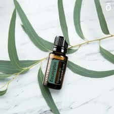 Eucalipto 15 mL - comprar en línea