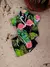 Conjunto mauricinho estampado - CONQUER - loja online
