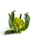 1 Brócolis Romanesco Orgânico - comprar online
