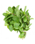 Maço de Menta Orgânico - comprar online