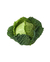 Repolho Verde Crespo Orgânico - comprar online