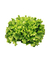 Pé de Escarola Orgânica - comprar online