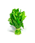 Pé de Almeirão Verde Orgânico - comprar online