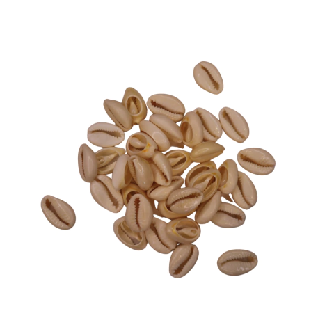 Búzio Branco Cortado - comprar online