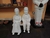 CASAL DE PRETOS VELHOS (+OU- 55CM) PERSONALIZADO