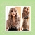 Peluca rubia beige rizada con fleco