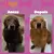 Kit Shampoo 5 em 1 + Condicionador + Perfume para Cachorro - loja online