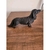 Miniatura Salsicha - Long Haired Dachshund (Salsicha de Pelo Longo) - Estátua de Cachorro Impressão 3D - loja online
