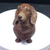 Miniatura Dachshund Pelo Longo (Salsicha) - Pintura Personalizada ou Cor única - Estátua de Cachorro Impressão 3D - comprar online