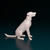 Miniatura de Cão Sem Raça Definida (Vira-Lata) - Pintura Personalizada ou Cor única - Estátua de Cachorro Impressão 3D na internet