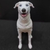 Miniatura de Cão Sem Raça Definida (Vira-Lata) - Pintura Personalizada ou Cor única - Estátua de Cachorro Impressão 3D