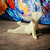 Miniatura Chihuahua Low Poly - Estátua de Cachorro Impressão 3D
